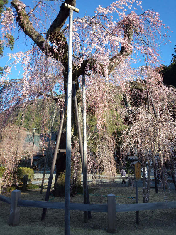 Img_20150326_065450360