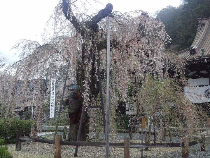 Img_20150404_080204790