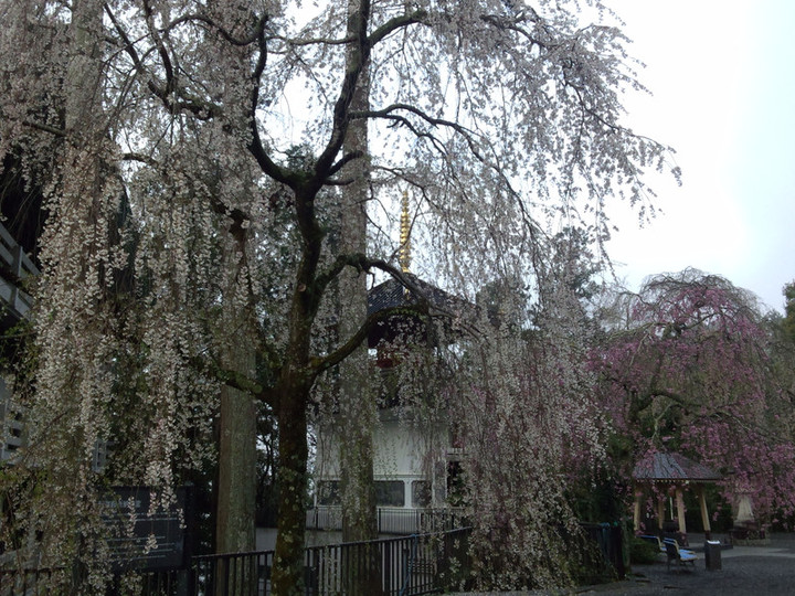 Img_20150406_060457116