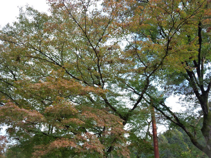 Img_20151103_072716425