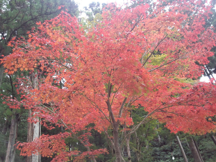 Img_20151111_101555712