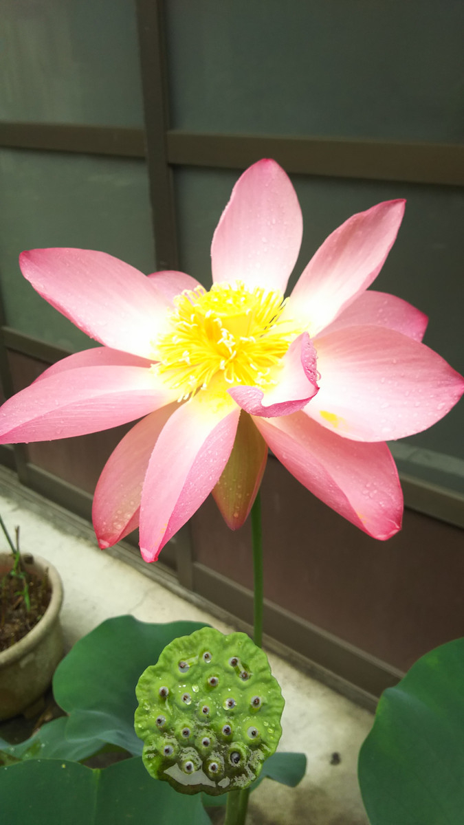 身延山いさご屋blog 台湾の皆様 希望有機會能再見面