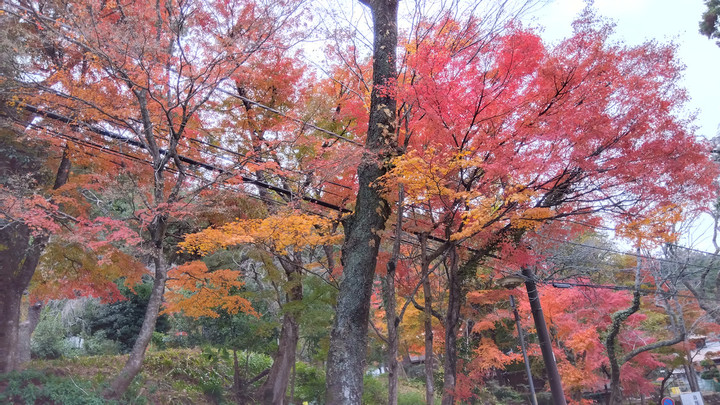 Img_20231125103553563