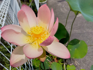Img_20250701100739317