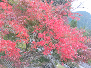 Img_20251105074656959