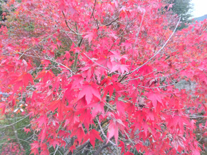 Img_20251105074704841