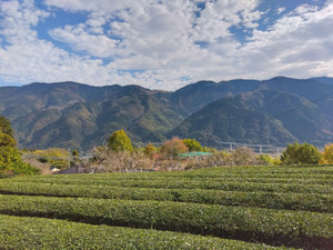 Img_20251112092850252