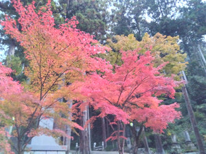 Img_20251116062031425_2