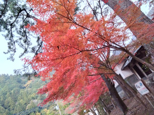 Img_20251116062105497