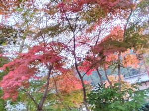 Img_20251116062150989