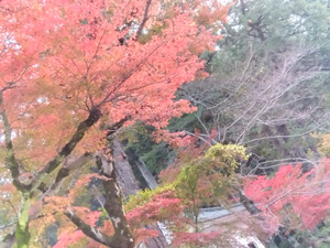 Img_20251116062219546