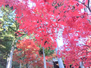 Img_20251117103407173