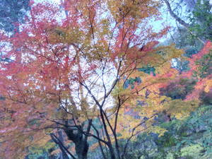 Img_20251124161054179