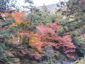 Img_20251124161240530