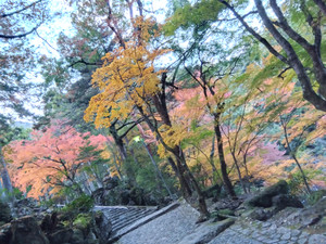 Img_20251124161409506