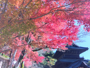 Img_20251128104256414