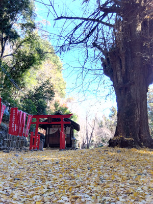 Img_20251204120357154