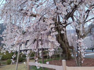 Img_20260322060147796