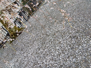 Img_20260325170452245