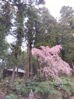 Img_20260405133735279