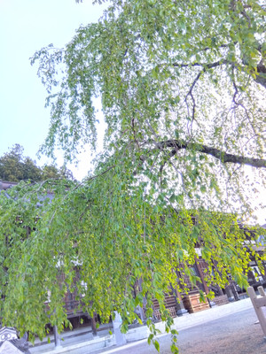 Img_20260416063447421