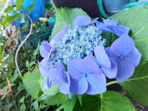 Img_20260617061017755
